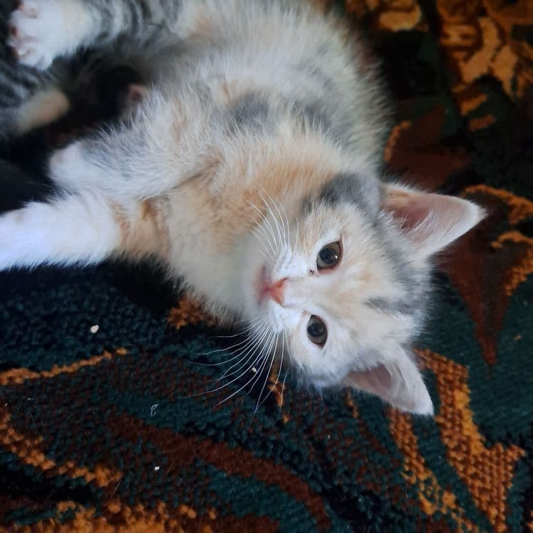 Котята 1.5 месяцев мама страйт — 4
