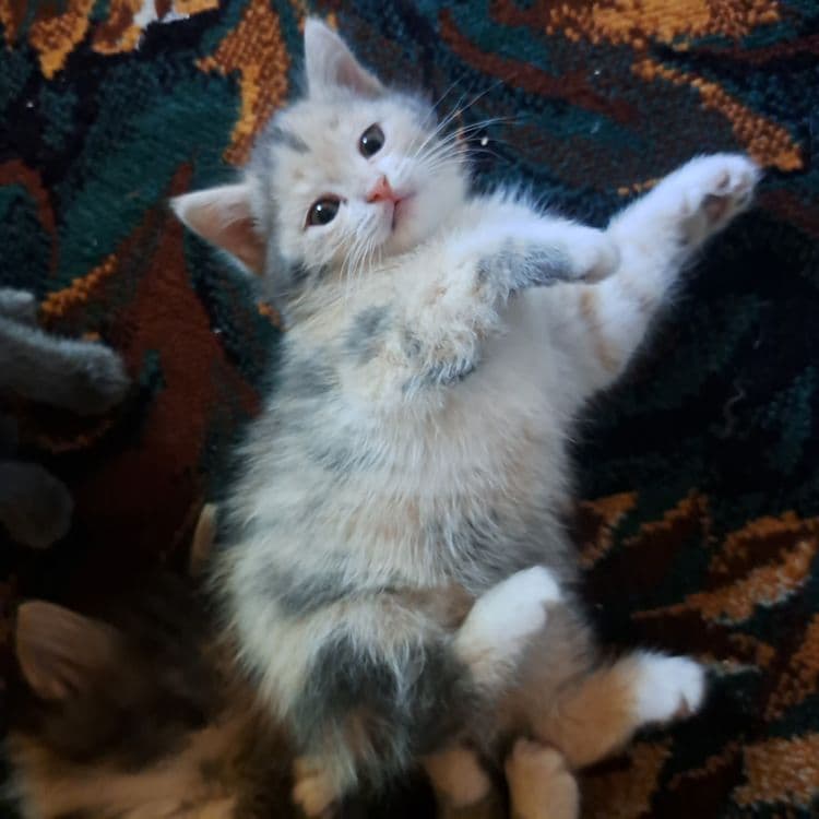 Котята 1.5 месяцев мама страйт — 5