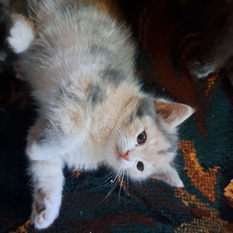 Котята 1.5 месяцев мама страйт — 6
