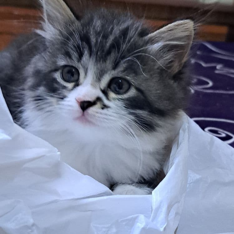 Котята 1.5 месяцев мама страйт — 7