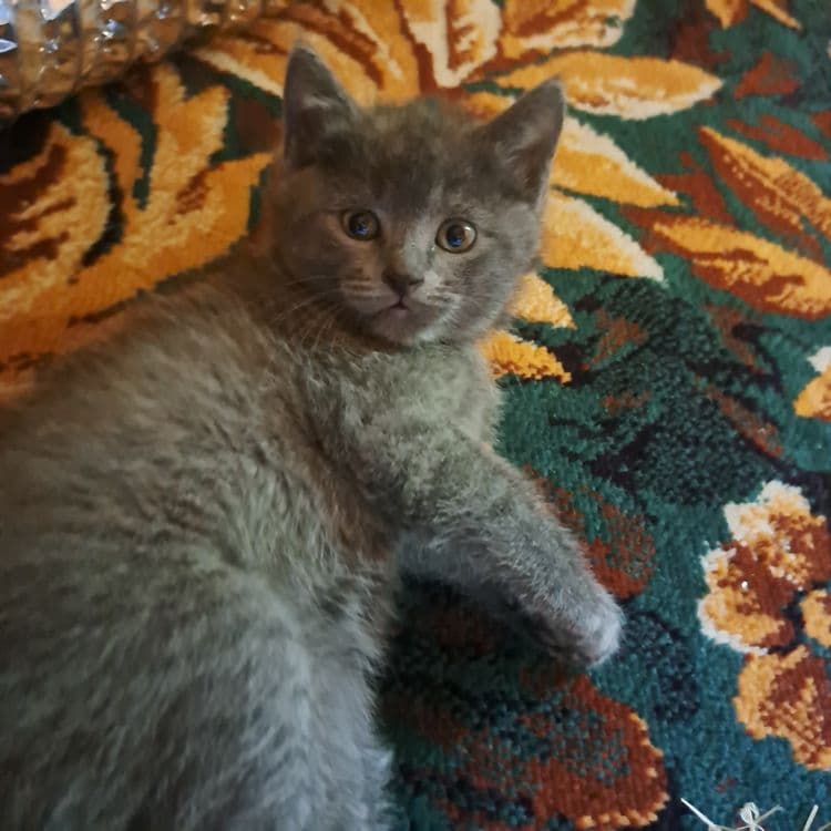 Котята 1.5 месяцев мама страйт — 8