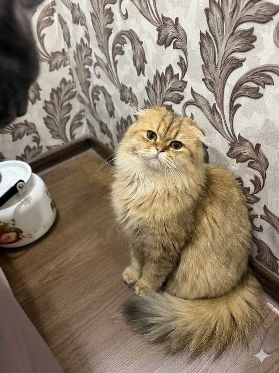 Вислоухий кот , очень красивый, окрас шиншилла золотистая