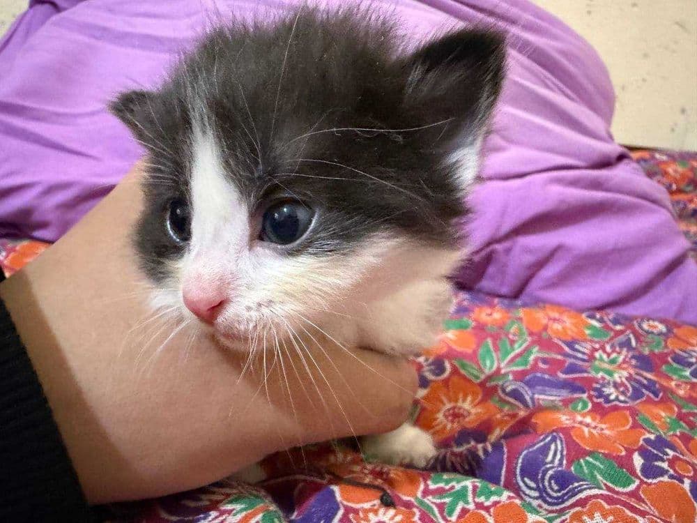 Срочно ищут дом малюсенькие котята! — 3