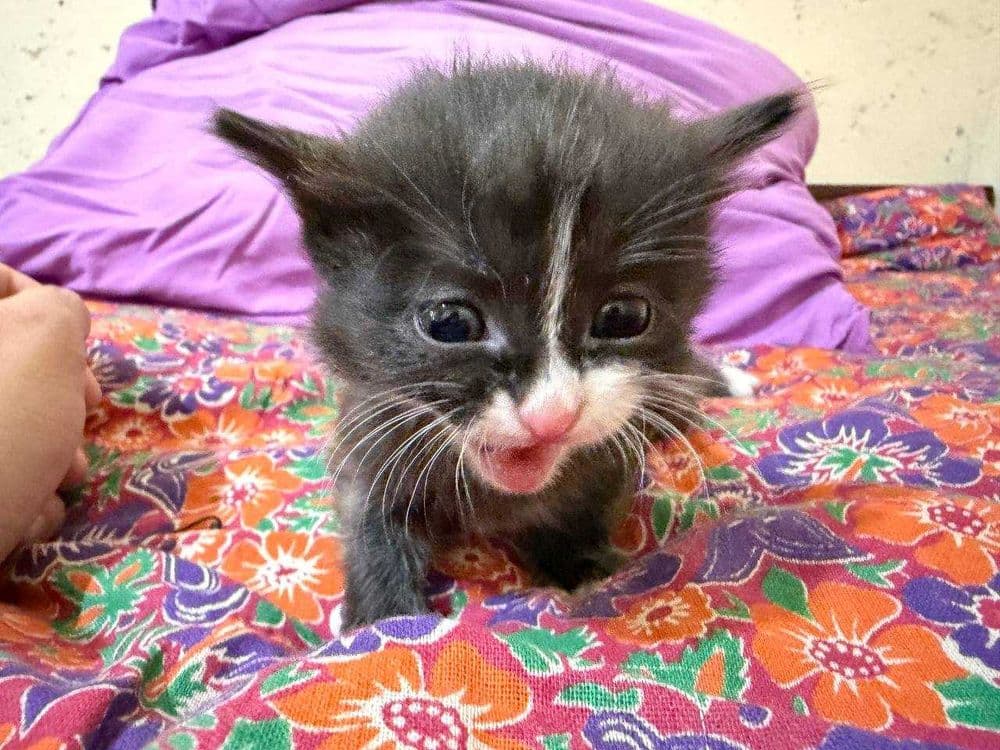 Срочно ищут дом малюсенькие котята! — 5