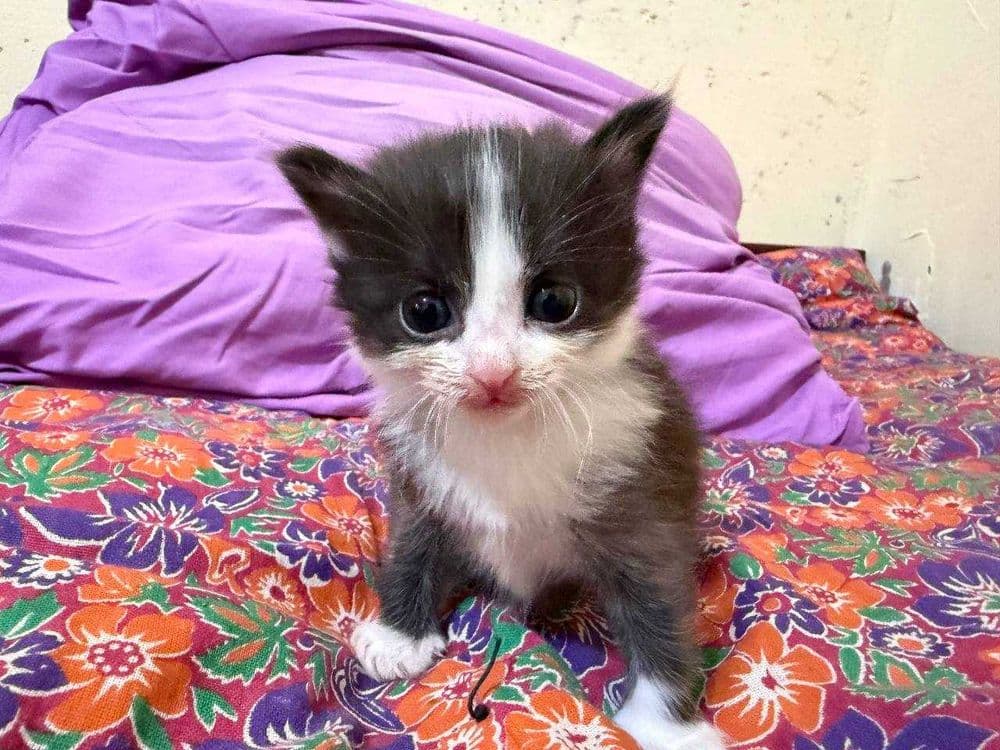 Срочно ищут дом малюсенькие котята! — 6