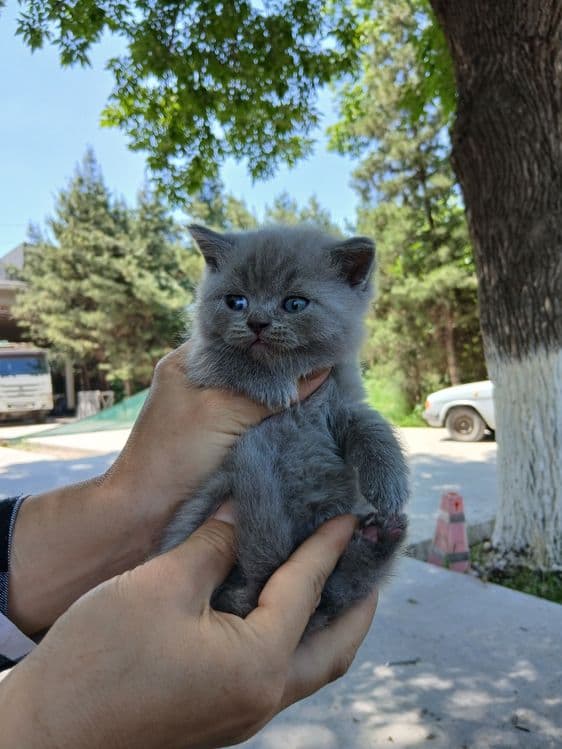 Продаётся котята  страйт и русскую голубые — 2