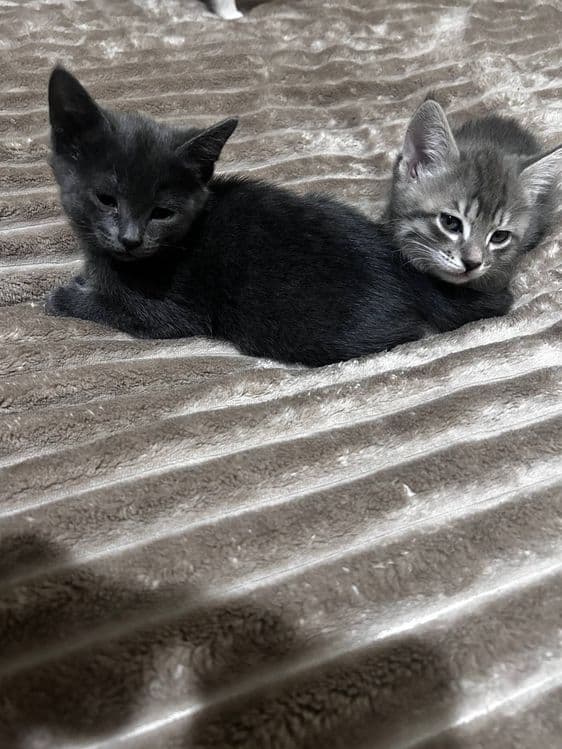 Продаётся котята  страйт и русскую голубые — 4