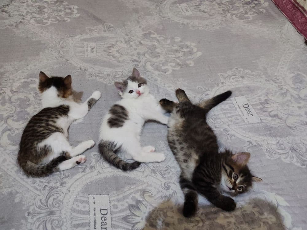 Продаётся котята  страйт и русскую голубые — 5