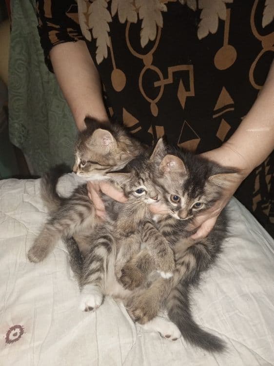 Продается котята и мама сибирская — 2