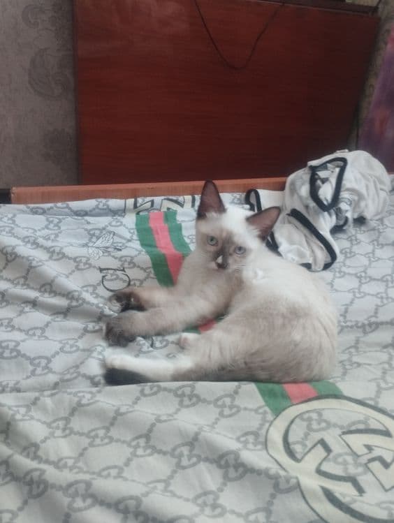 Котята объявления — 1