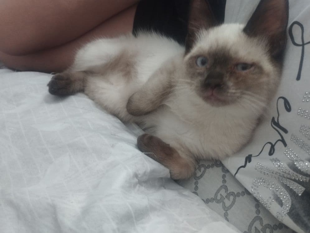 Котята объявления — 2