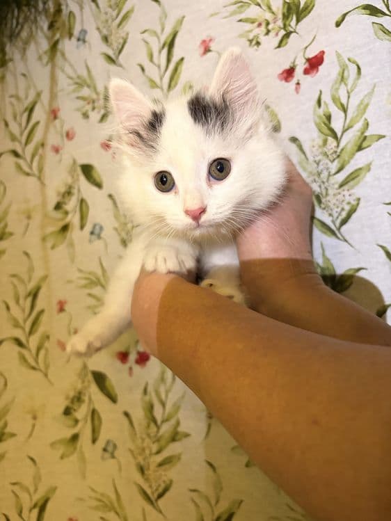 Продаются котята — 1