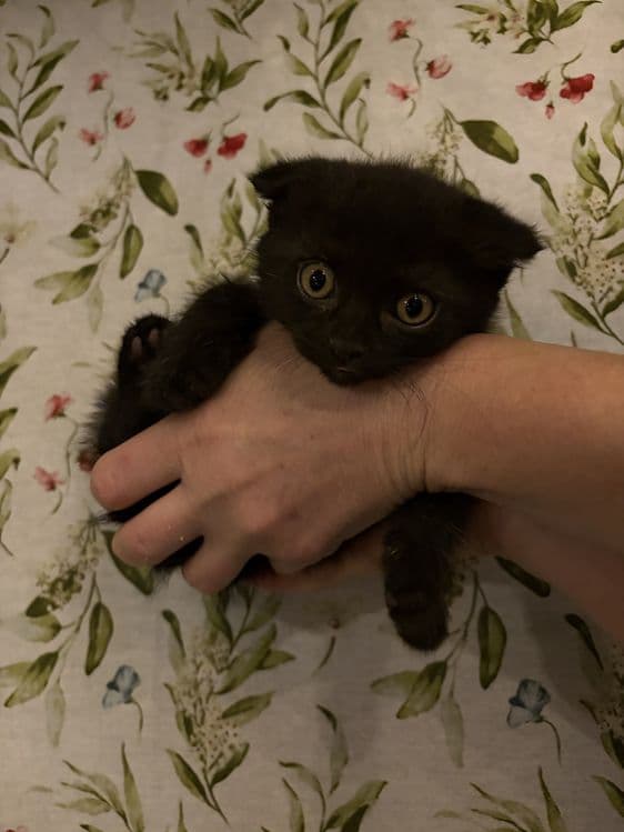 Продаются котята — 3