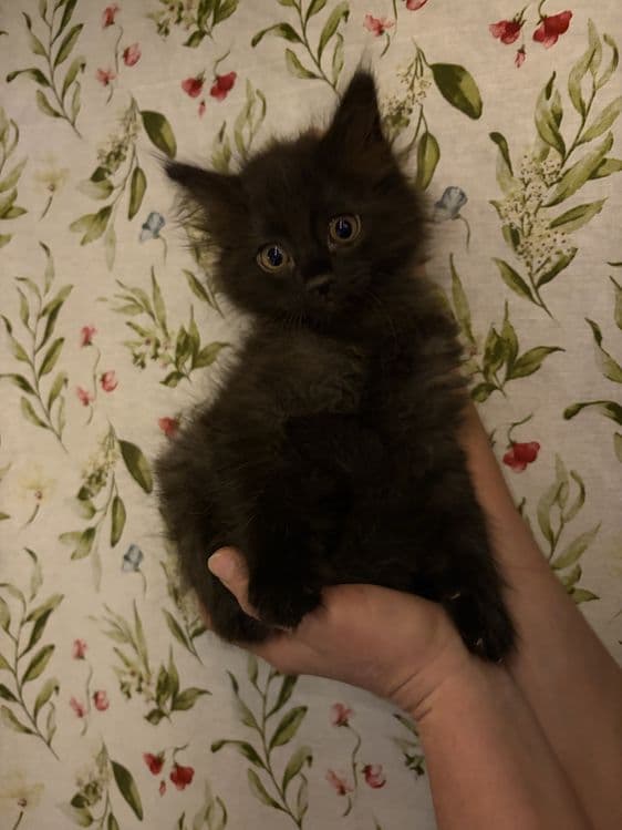 Продаются котята — 4