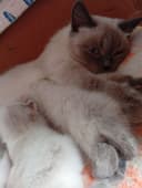 Продаются котята