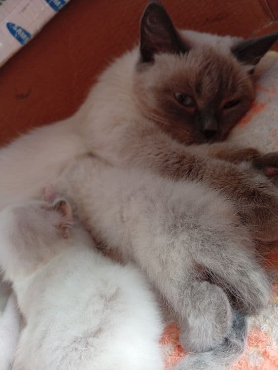 Продаются котята