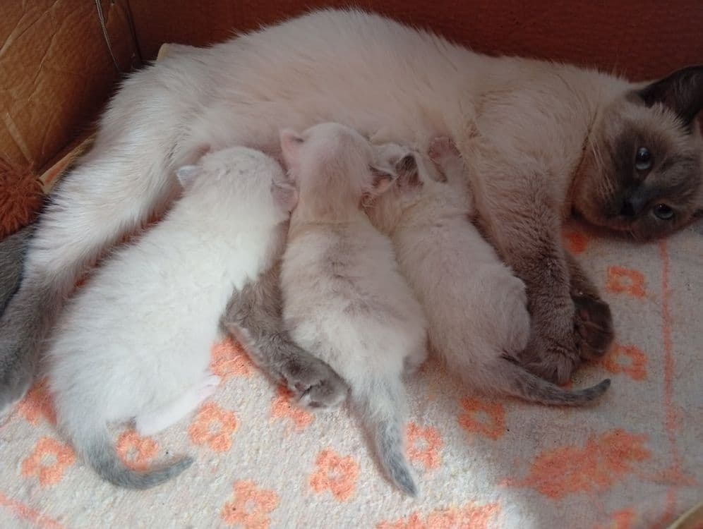 Продаются котята — 2
