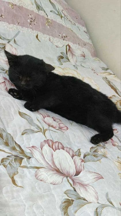 Продается котенок — 3