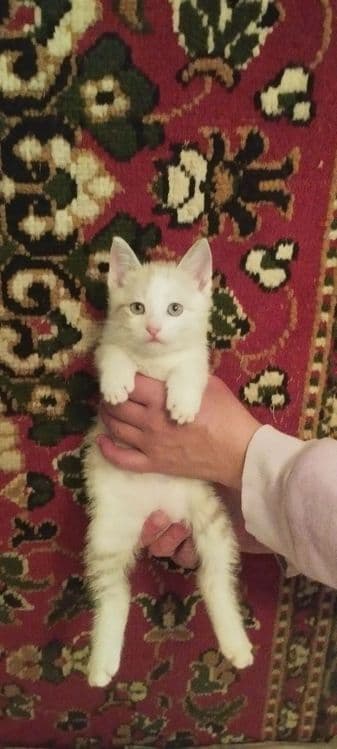 Котята в хорошие руки — 1