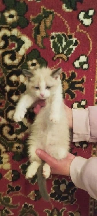 Котята в хорошие руки — 2