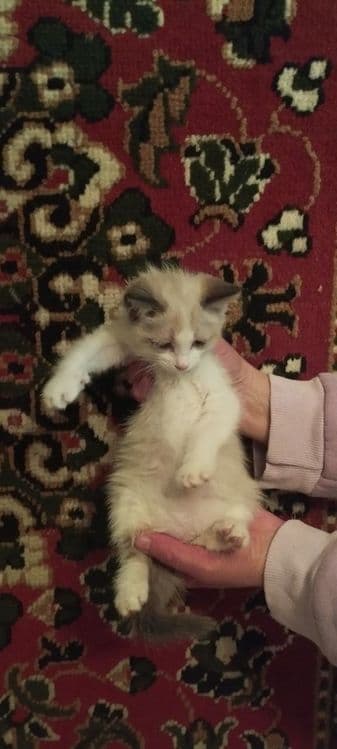 Котята в хорошие руки — 3