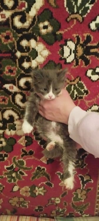 Котята в хорошие руки — 4