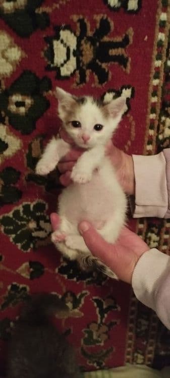 Котята в хорошие руки — 5