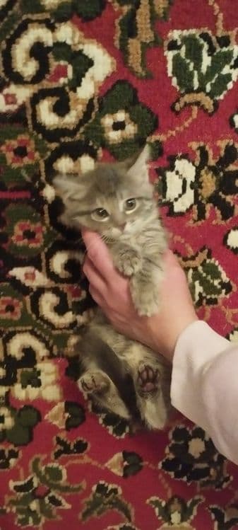 Котята в хорошие руки — 6