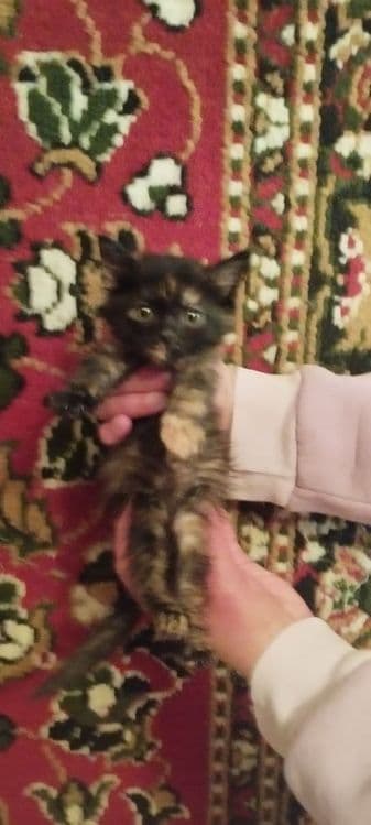 Котята в хорошие руки — 7
