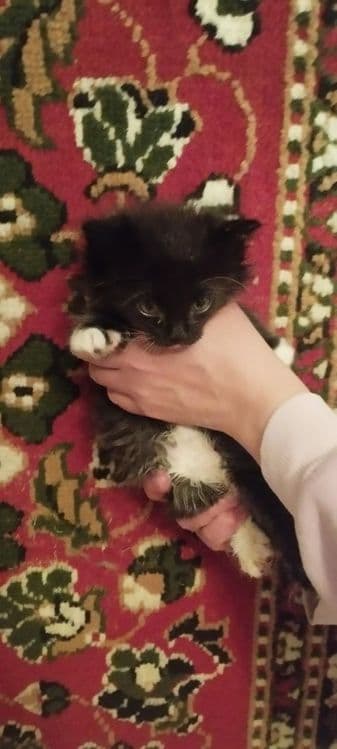 Котята в хорошие руки — 8