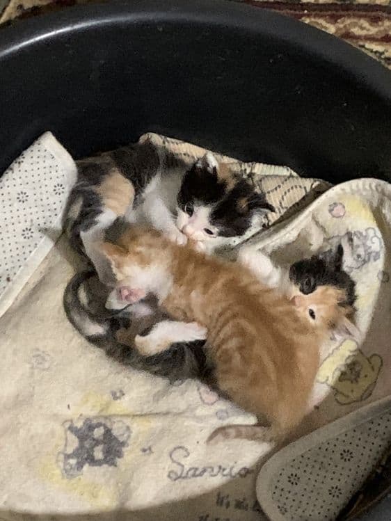 Белоснежные котята — 2