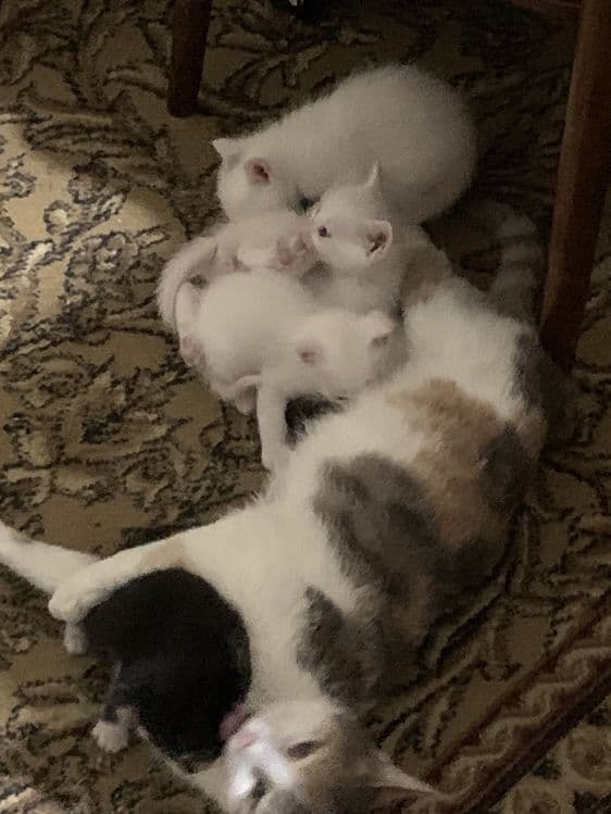 Белоснежные котята — 3