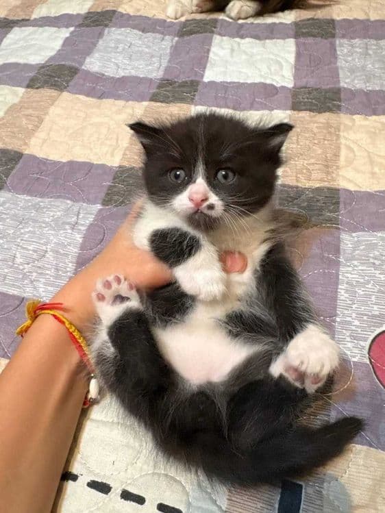 Котенок мальчик домашний — 2