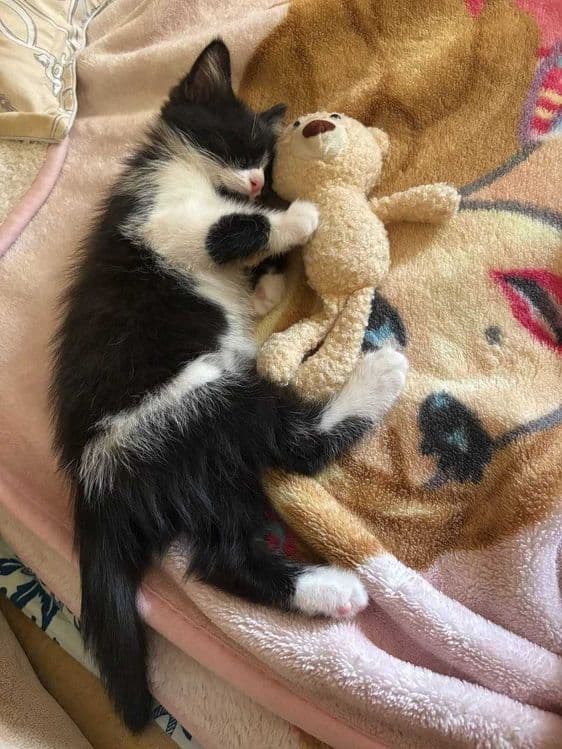 Котенок мальчик домашний — 3
