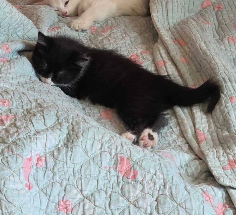 Котенок мальчик домашний — 4
