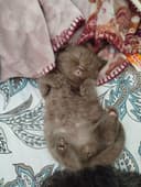 Готовы к переезду котята. И ищут новый дом. Породистые котят.