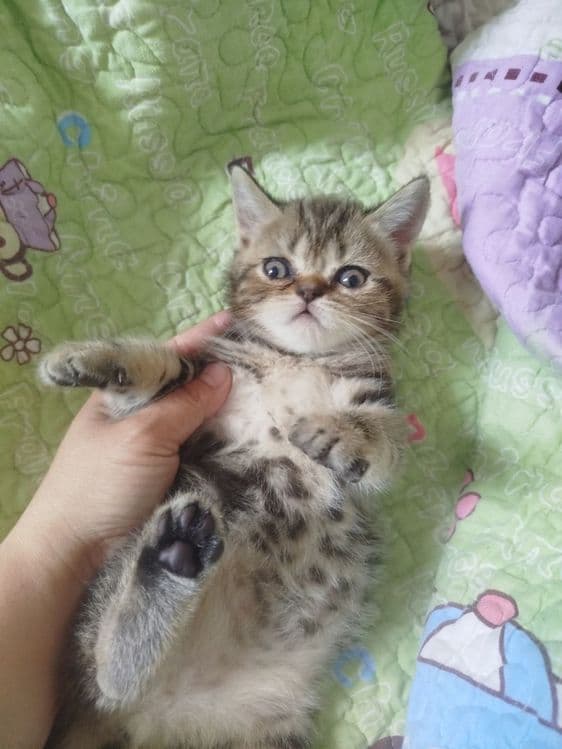 Готовы к переезду котята. И ищут новый дом. Породистые котят. — 4