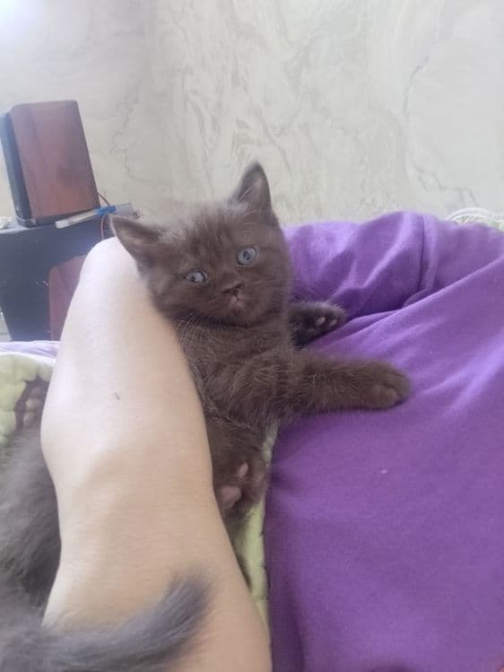 Готовы к переезду котята. И ищут новый дом. Породистые котят. — 5