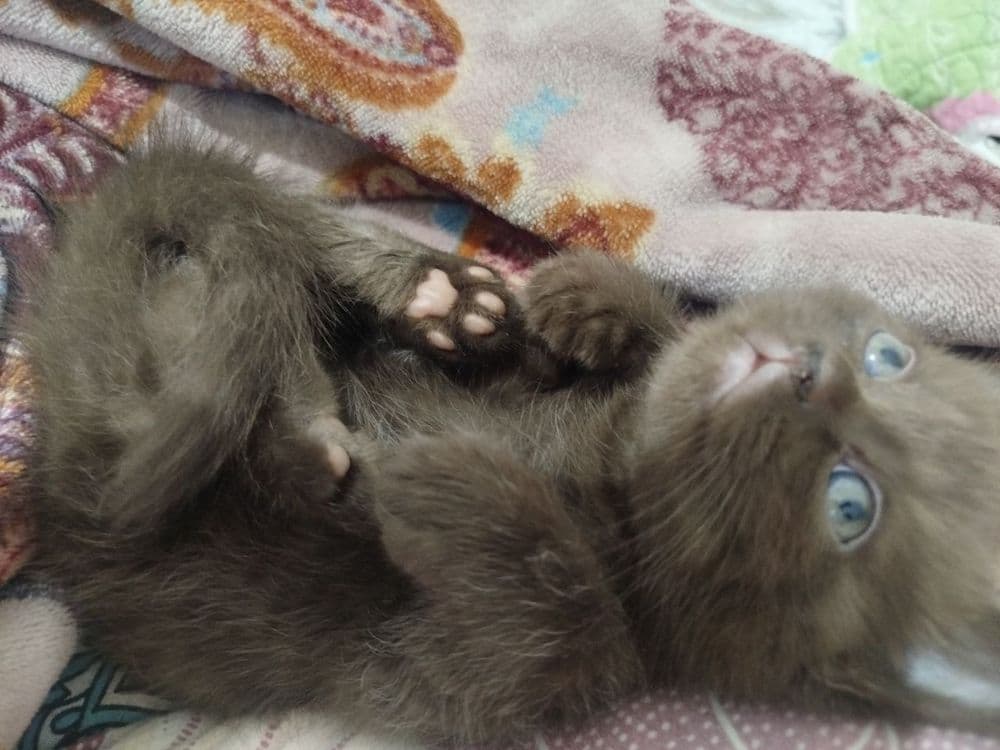 Готовы к переезду котята. И ищут новый дом. Породистые котят. — 6