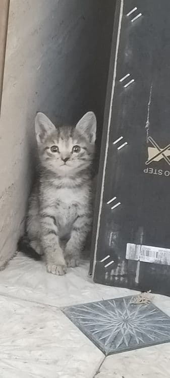 Продаются домашние  котята миленькие не больные — 2