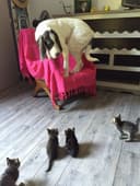 Временная забота о вашем любимке.