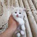 Скоттиш фолд гибрид
