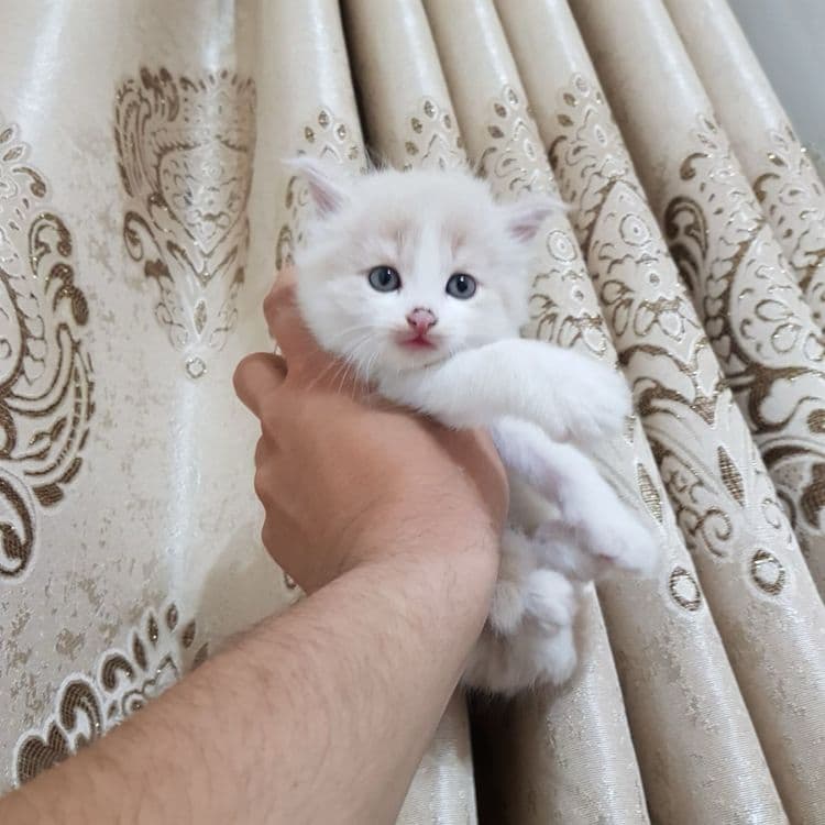 Скоттиш фолд гибрид — 2