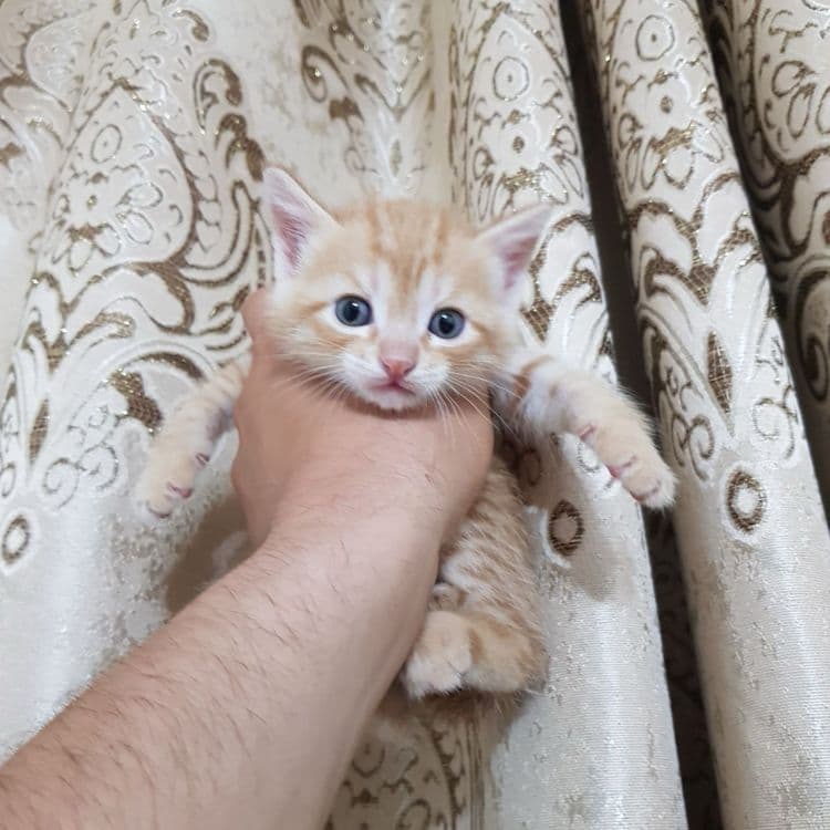 Скоттиш фолд гибрид — 3