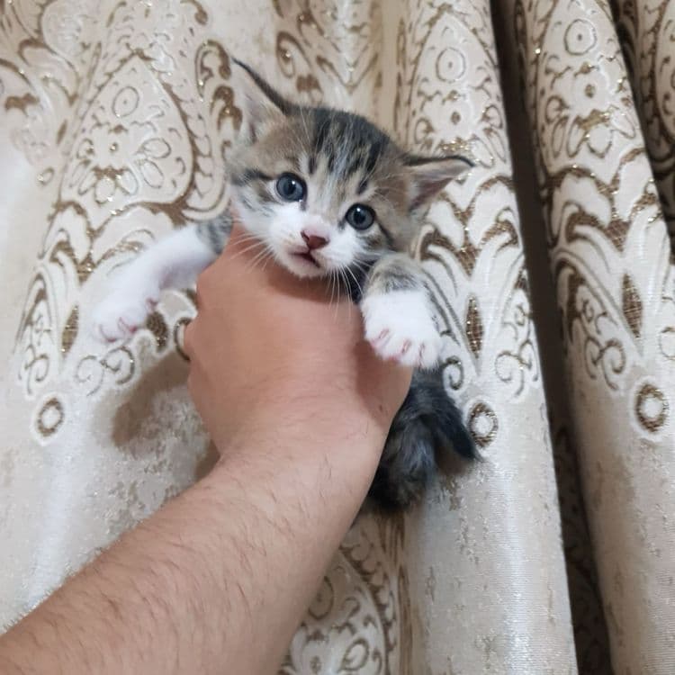 Скоттиш фолд гибрид — 4