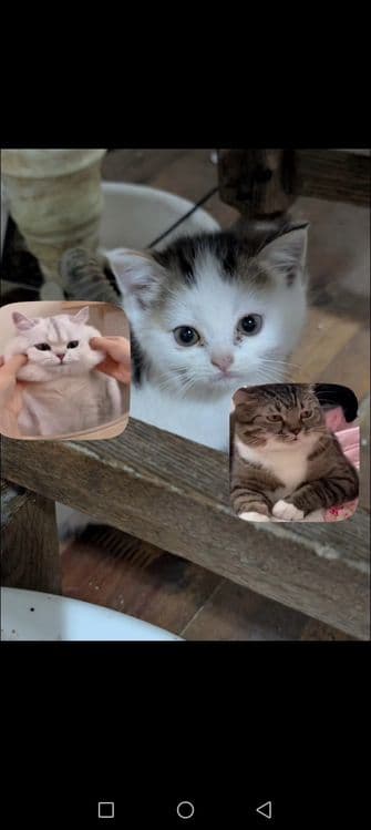 Шотландские котята — 2