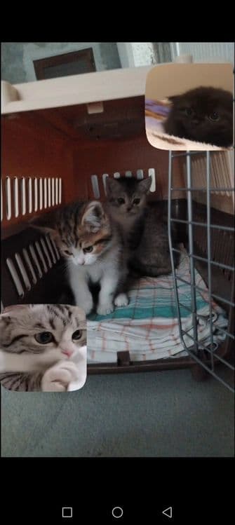 Шотландские котята — 3