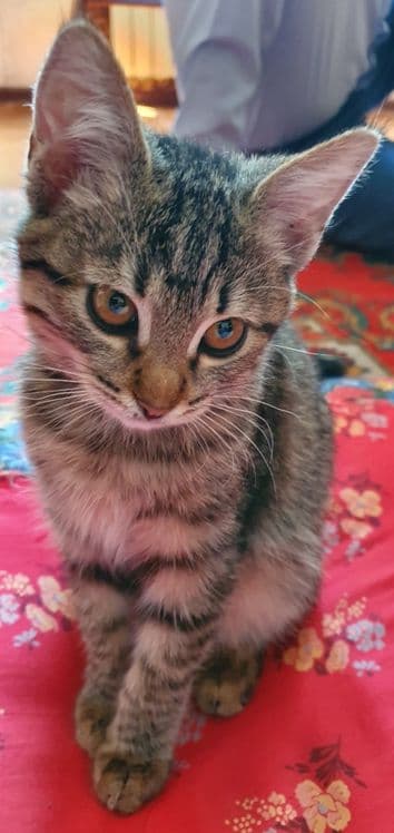 Продам милых домашних котят добрым людям — 3
