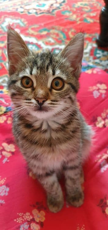 Продам милых домашних котят добрым людям — 4