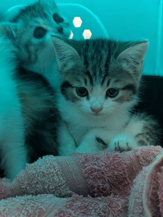 Котята продаються — 2